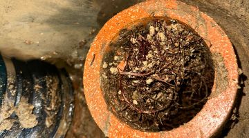Tree Root Removal Services